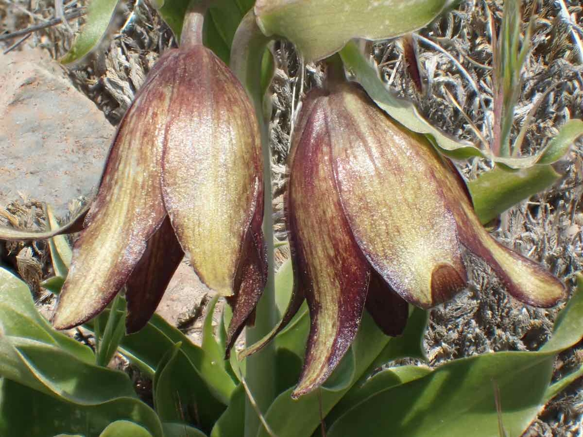 Fritillaria biflora var. biflora
