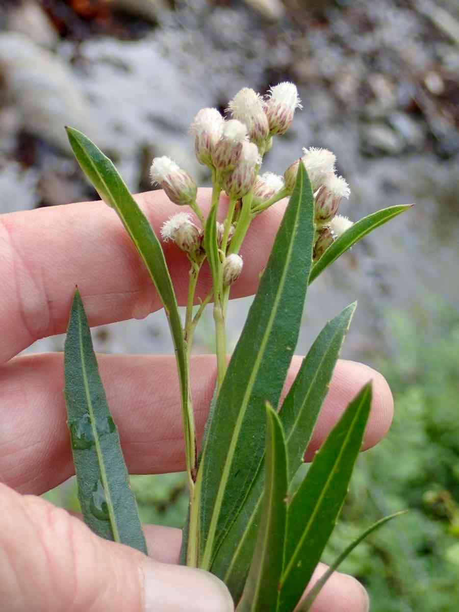 Baccharis salicifolia