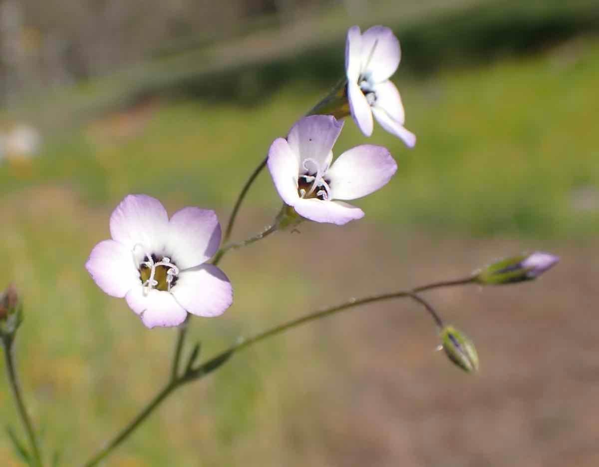 Gilia tricolor ssp. diffusa