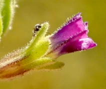 Petunia parviflora