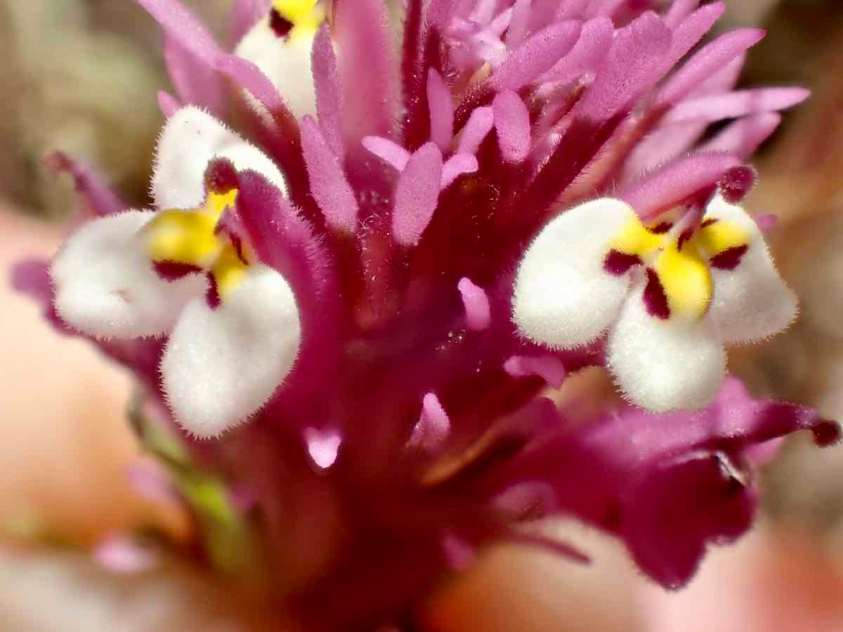 Castilleja densiflora