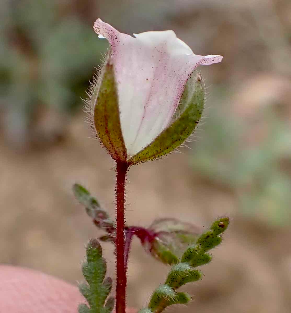 Emmenanthe rosea