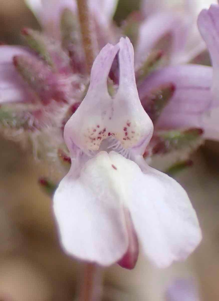 Collinsia bartsiifolia