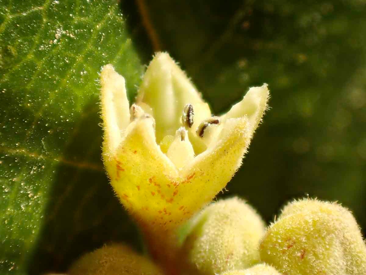 Frangula californica ssp. californica