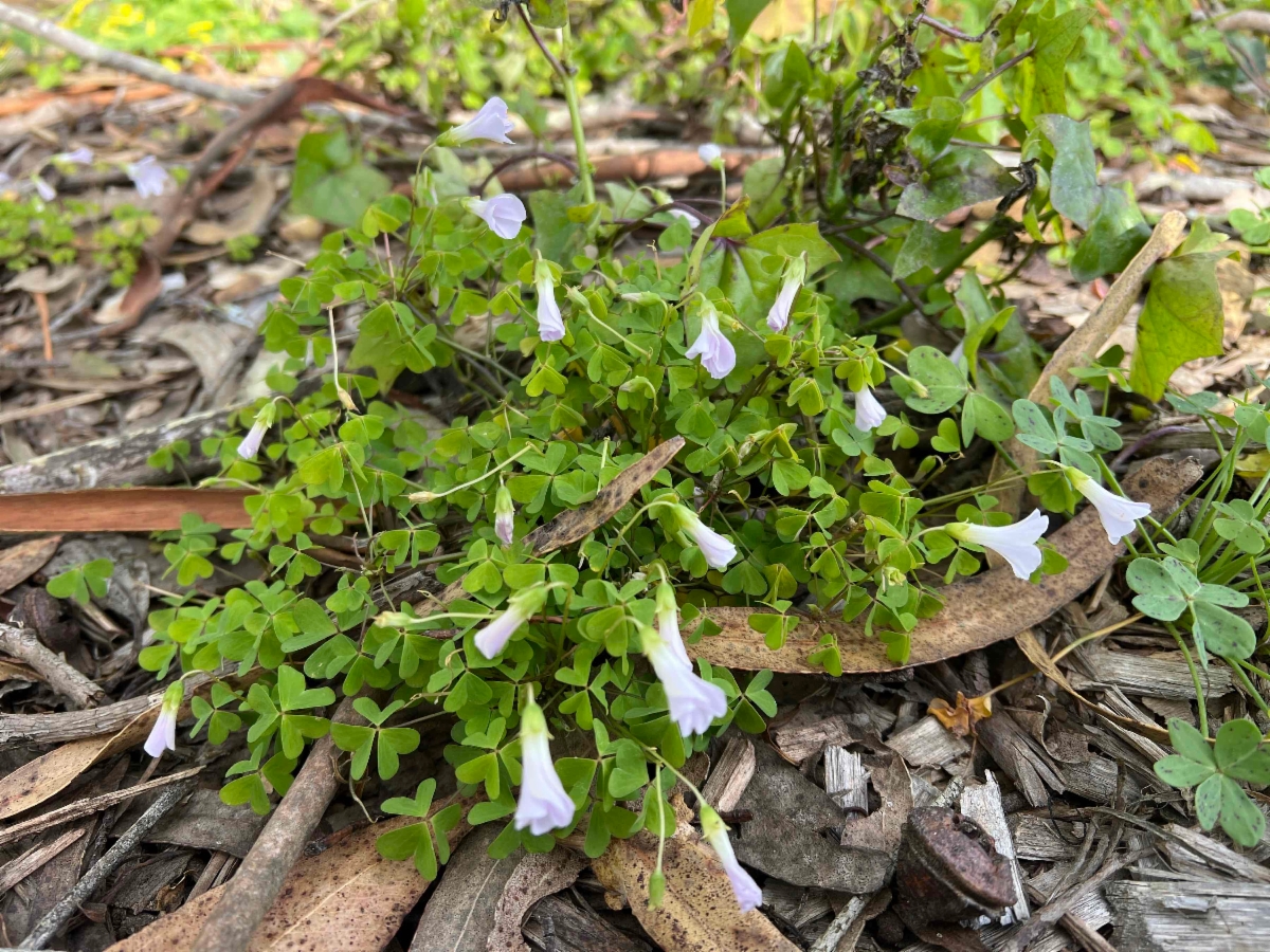 Oxalis articulata ssp. rubra