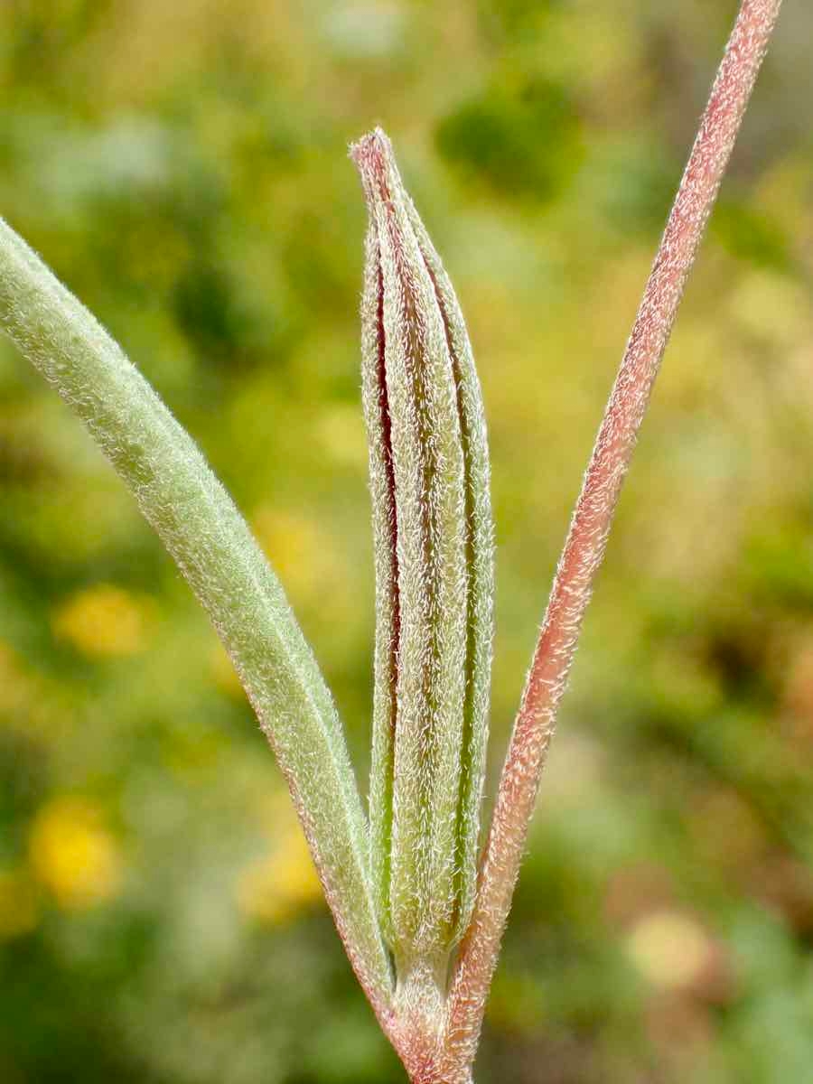 Clarkia purpurea ssp. quadrivulnera