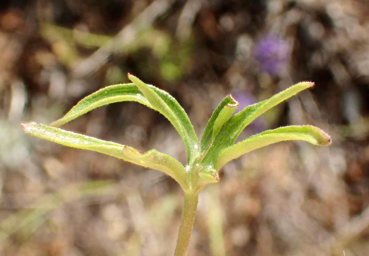 Delphinium parryi