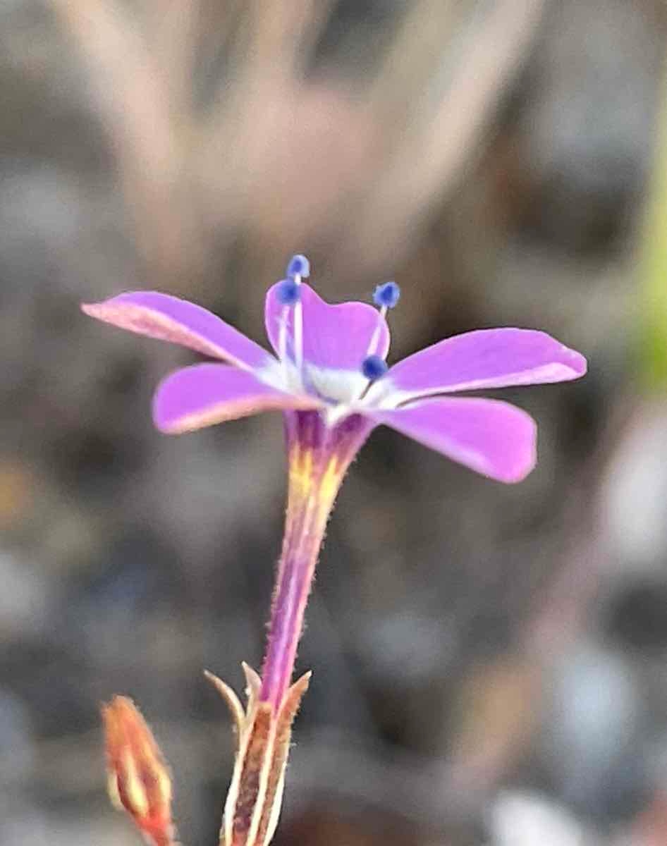 Gilia tenuiflora