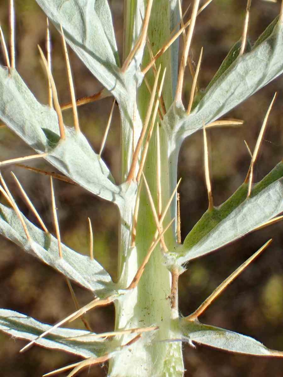 Cynara cardunculus ssp. flavescens