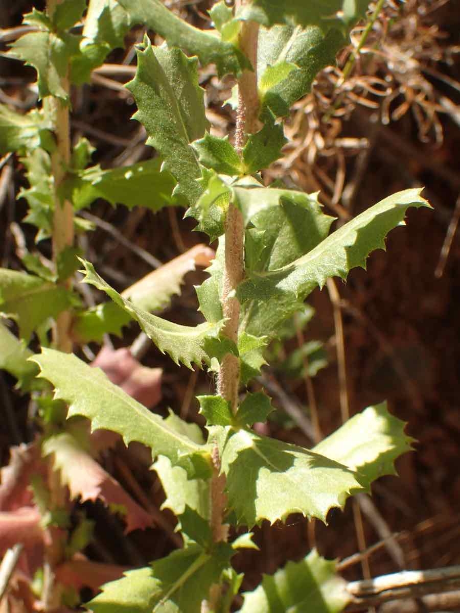 Hazardia squarrosa var. grindelioides