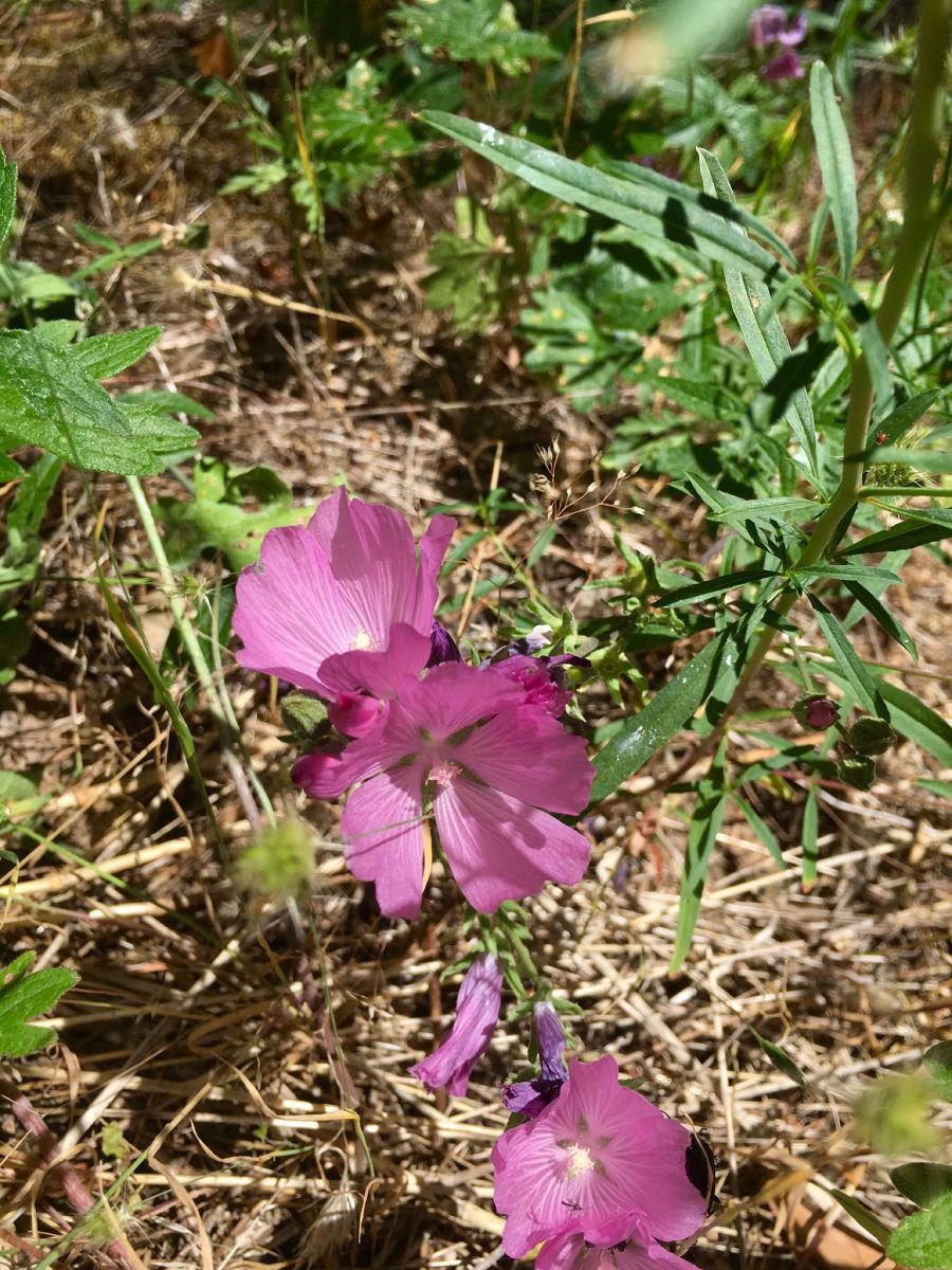 Sidalcea malviflora ssp. patula