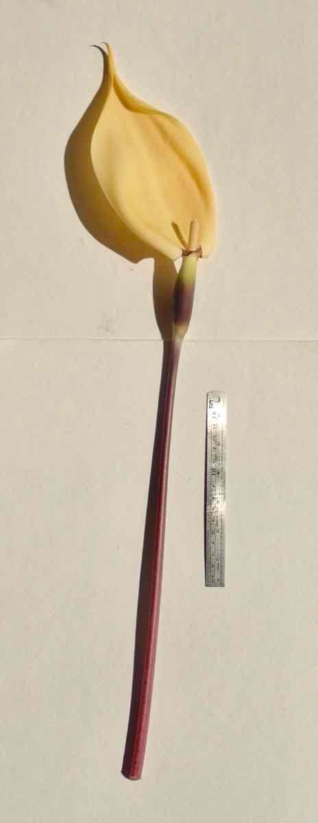 Colocasia esculenta
