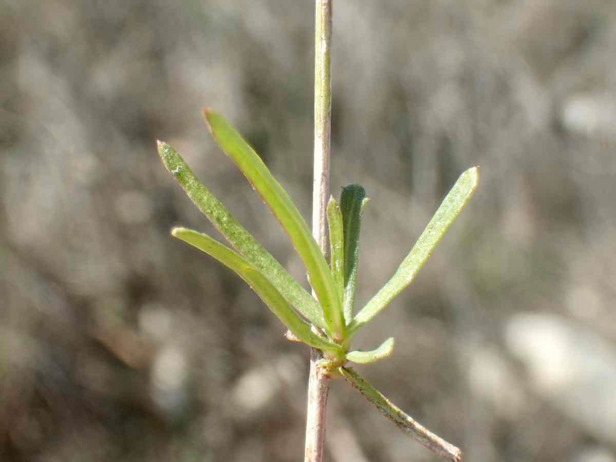 Malacothrix saxatilis var. tenuifolia