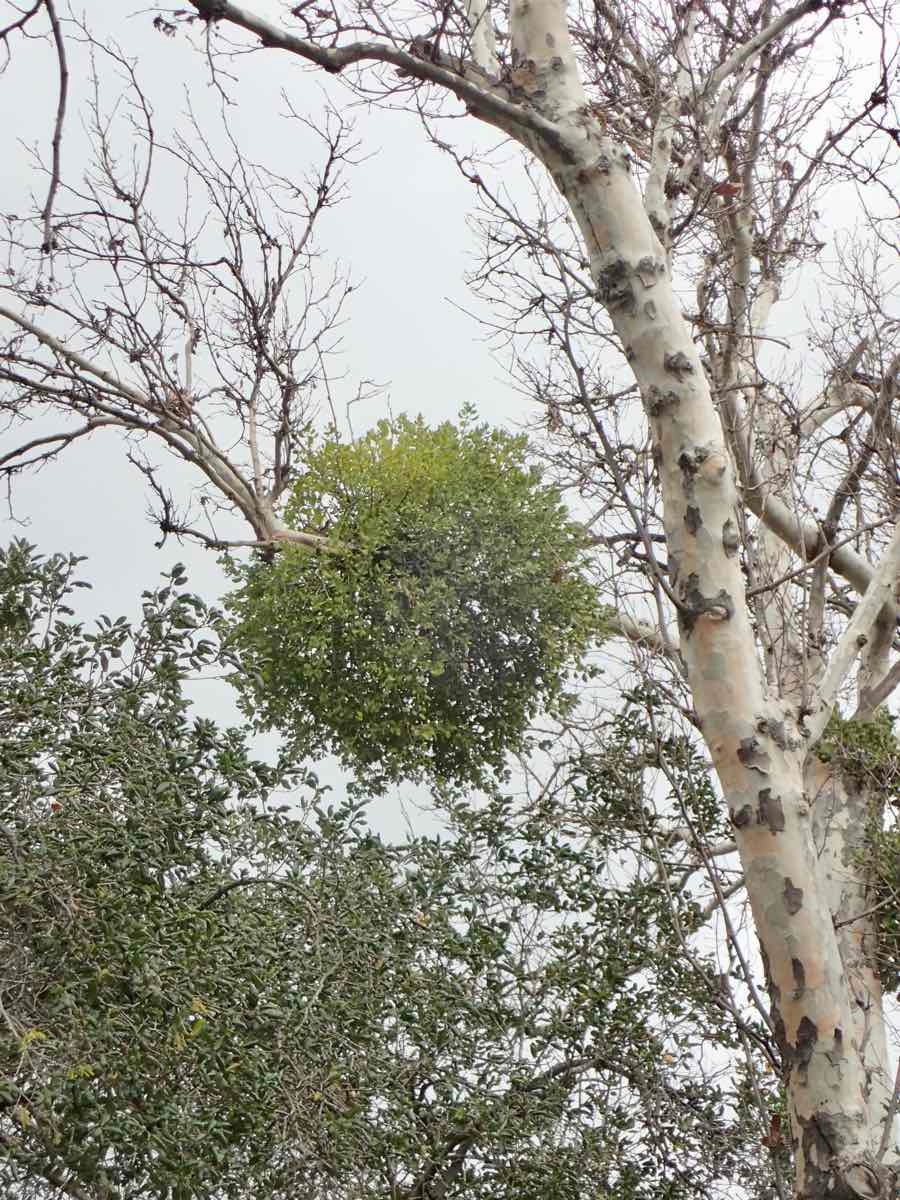 Phoradendron leucarpum ssp. macrophyllum