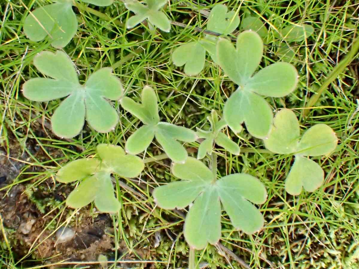 Delphinium patens ssp. hepaticoideum