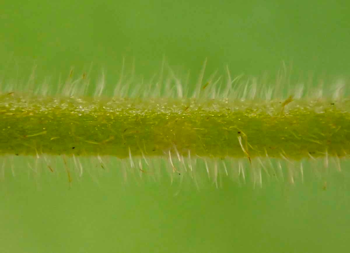 Plagiobothrys collinus var. fulvescens