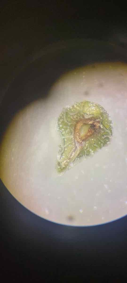 Plagiobothrys infectivus