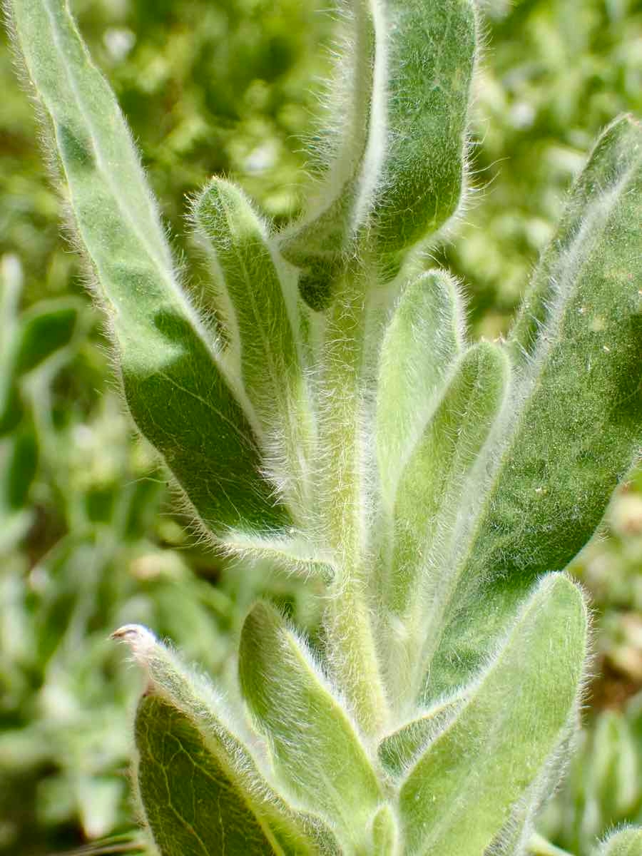 Heterotheca sessiliflora ssp. echioides
