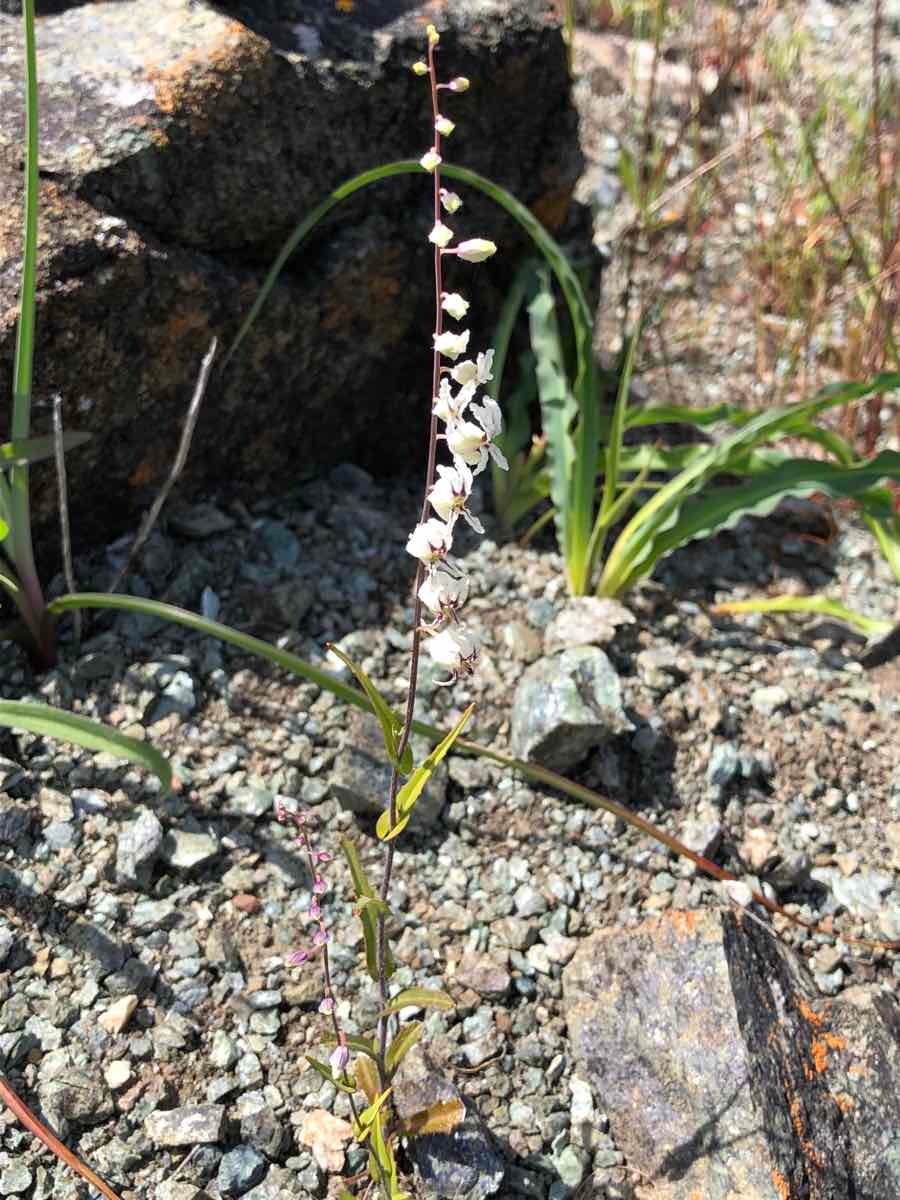 Streptanthus glandulosus ssp. secundus