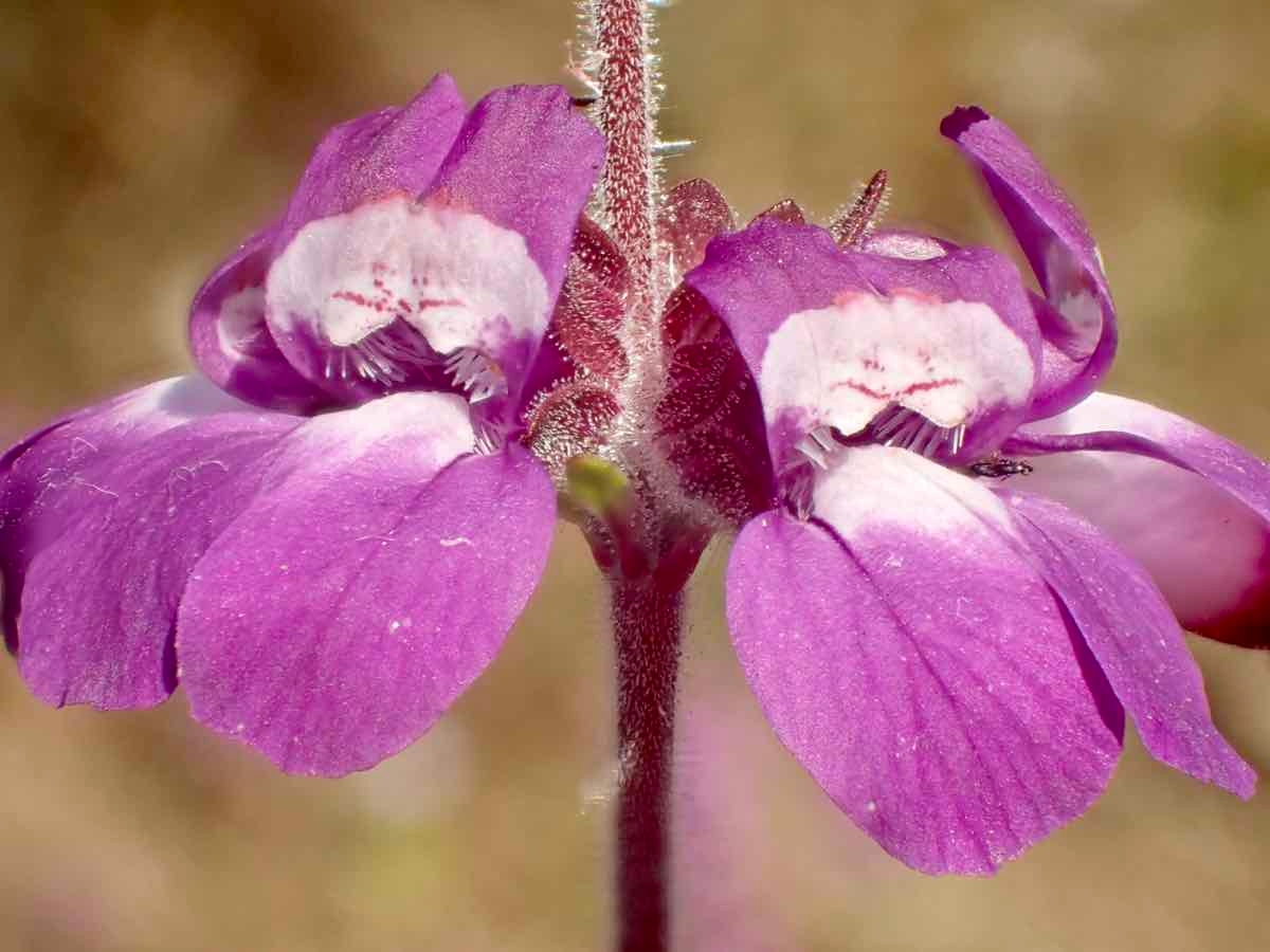 Collinsia heterophylla var. heterophylla