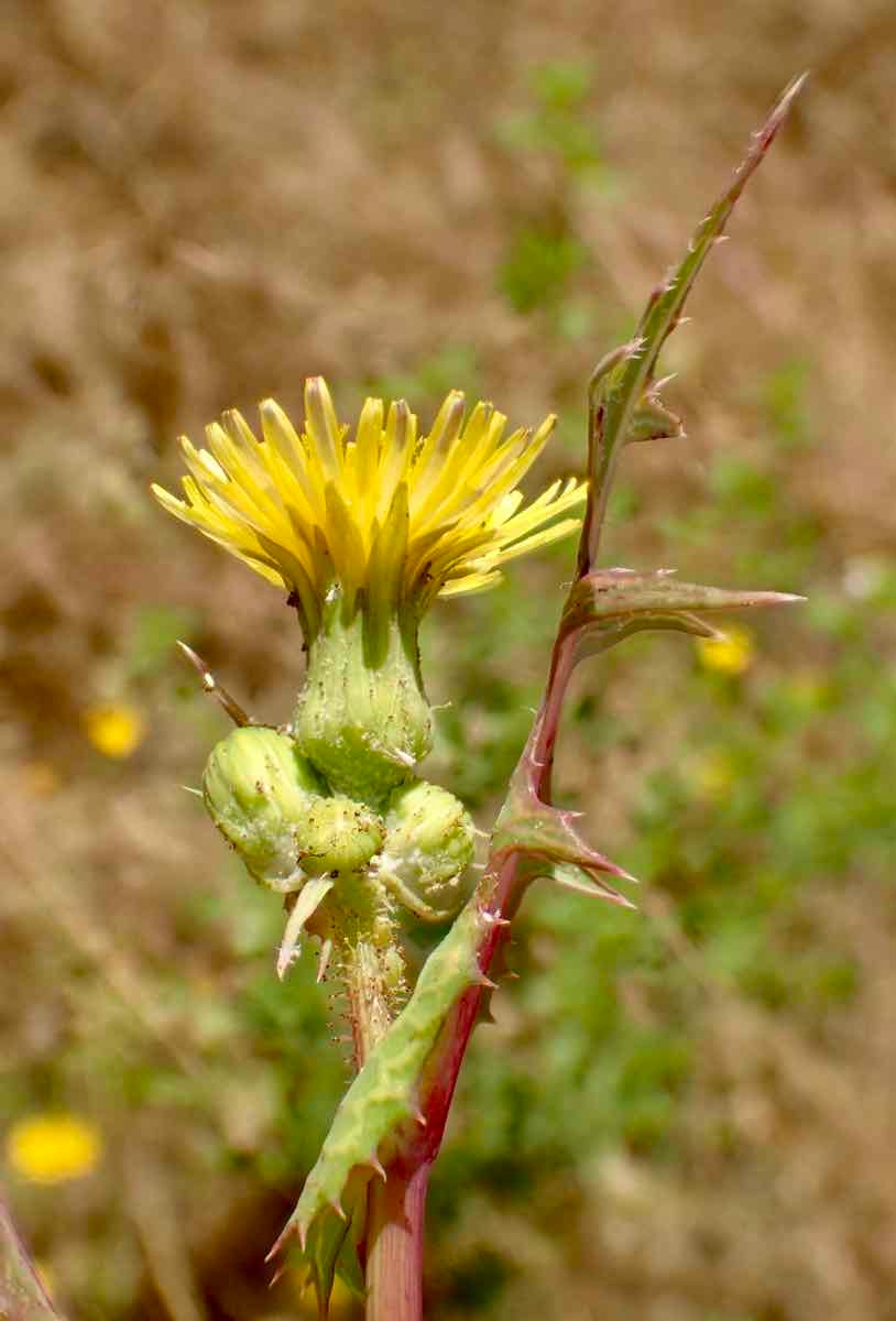 Sonchus asper ssp. asper