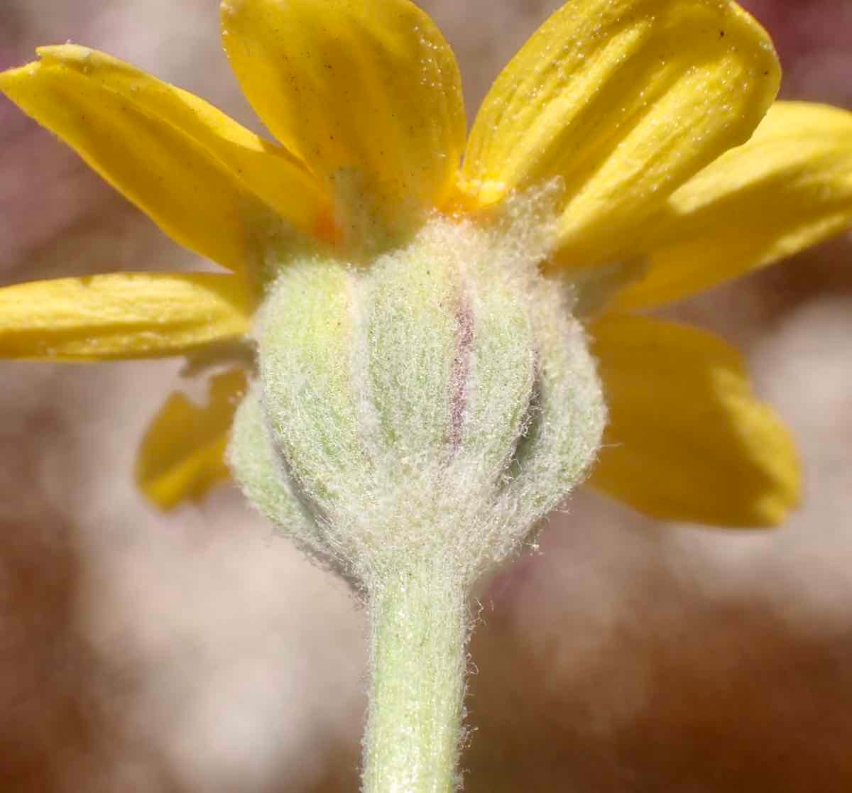 Eriophyllum lanatum var. obovatum