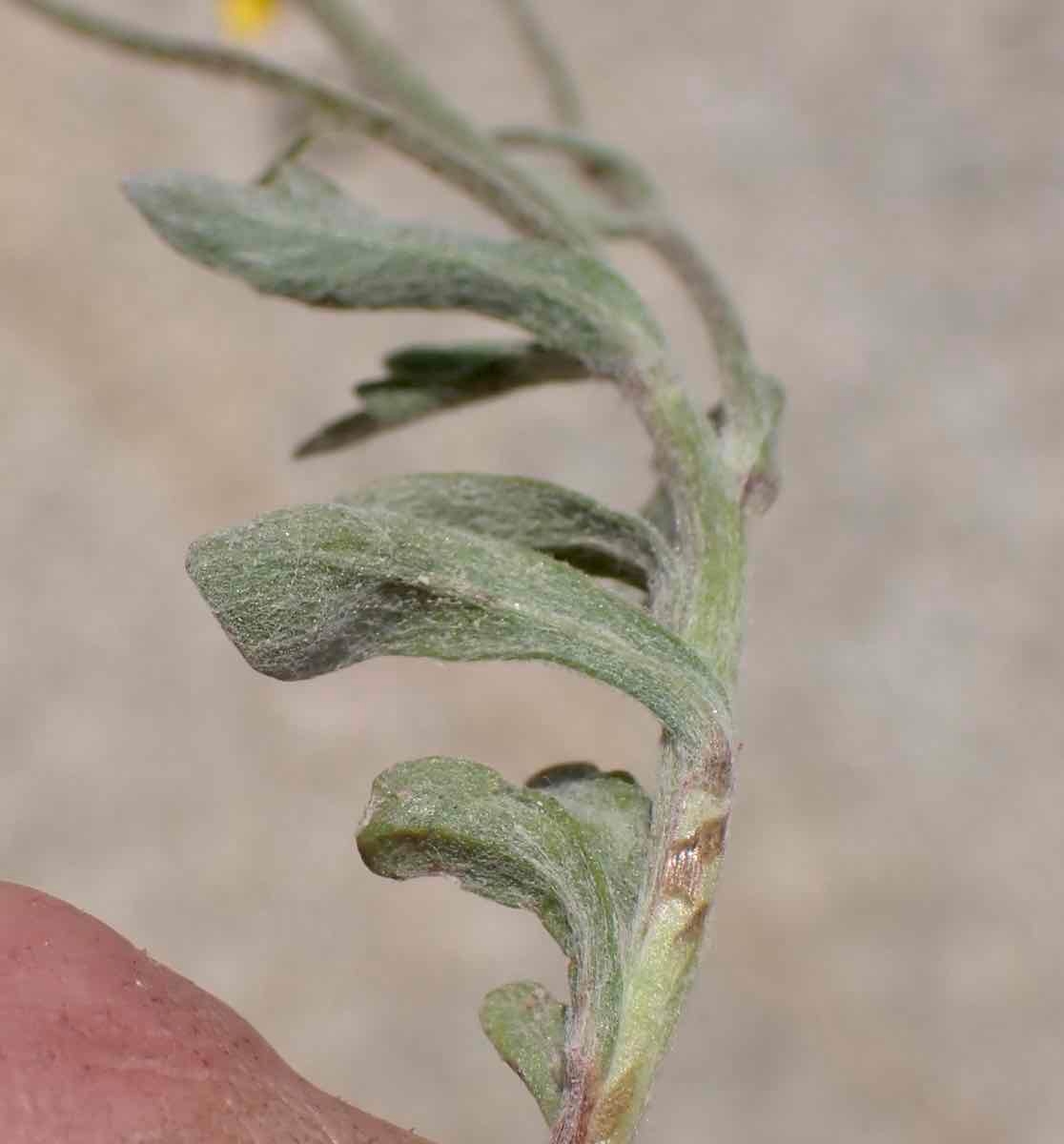 Eriophyllum lanatum var. obovatum