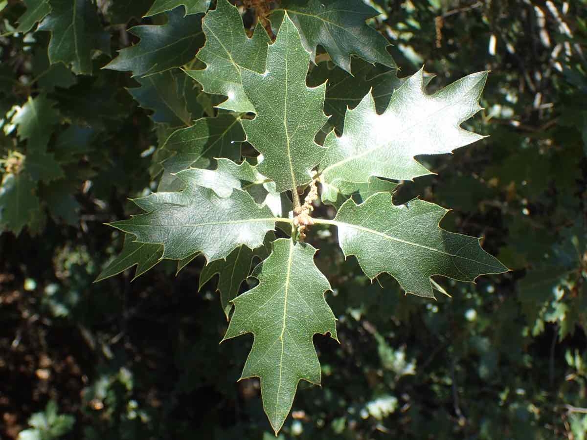 Quercus Xmorehus
