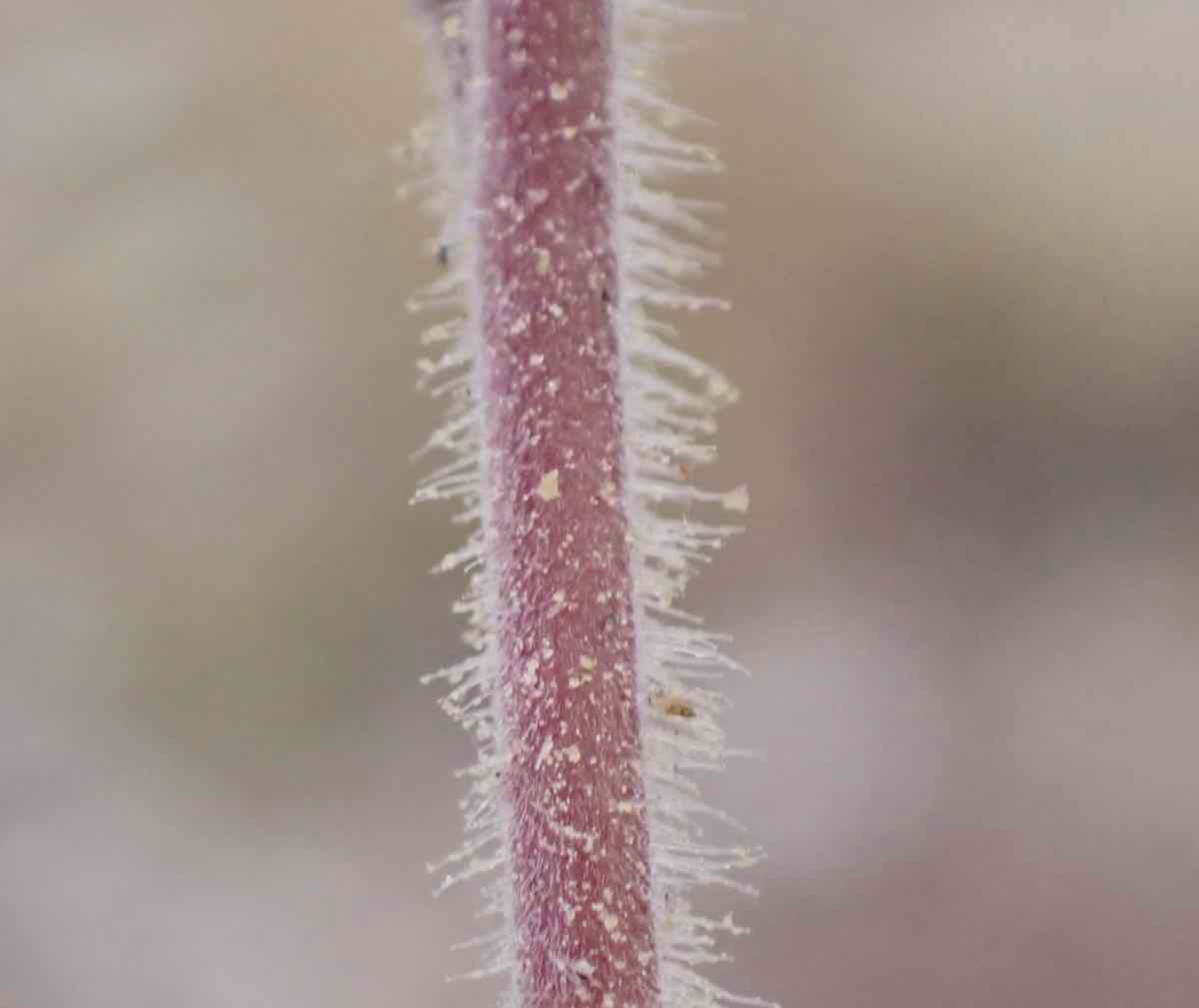 Cordylanthus kingii ssp. helleri