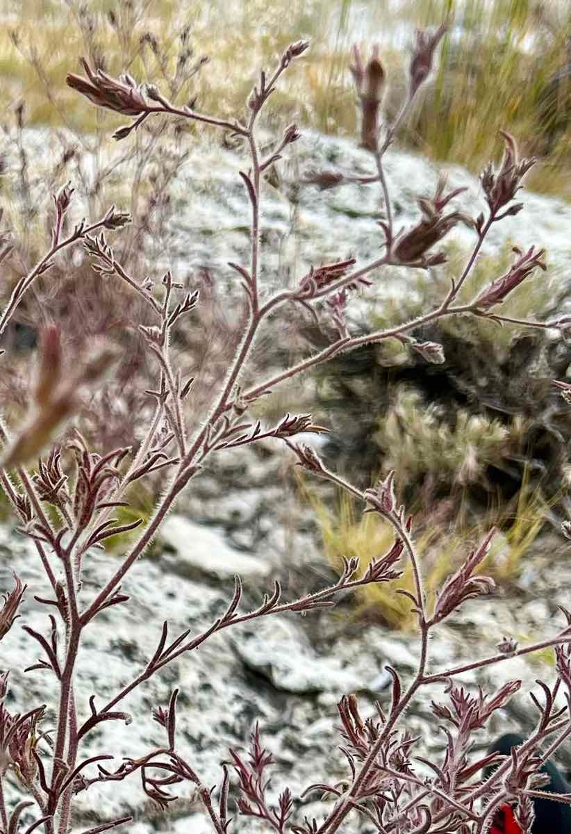 Cordylanthus kingii ssp. helleri