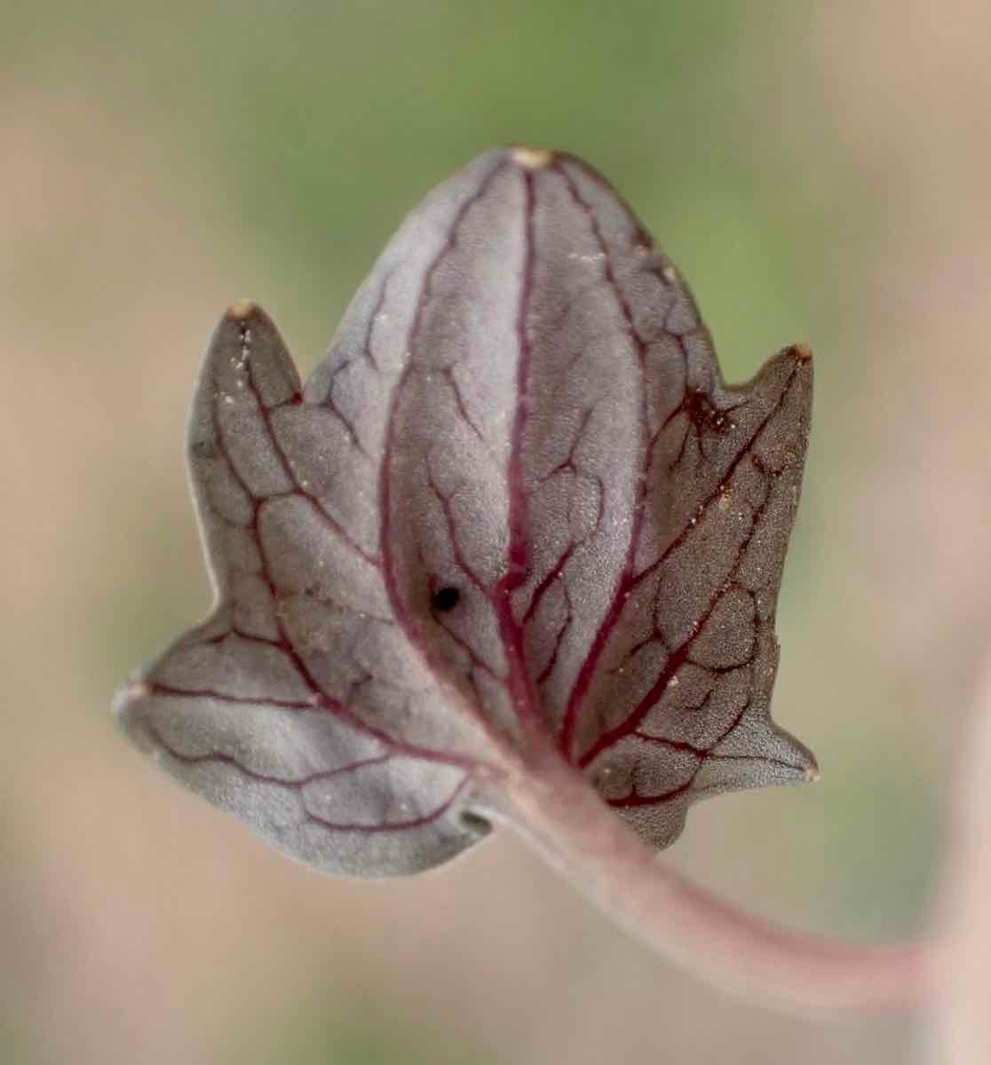 Viola purpurea ssp. venosa