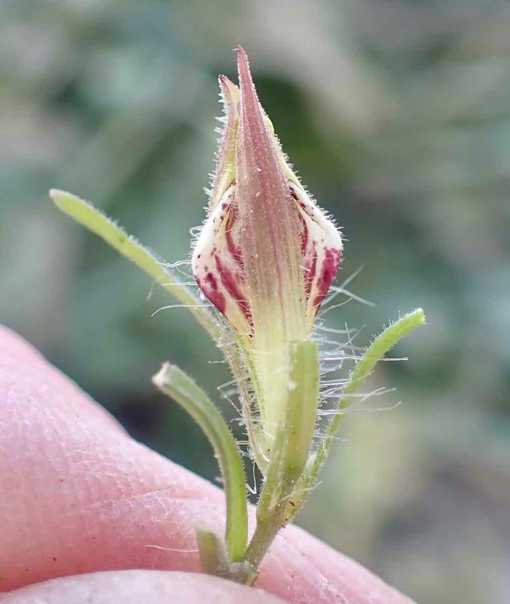 Cordylanthus tenuis ssp. barbatus