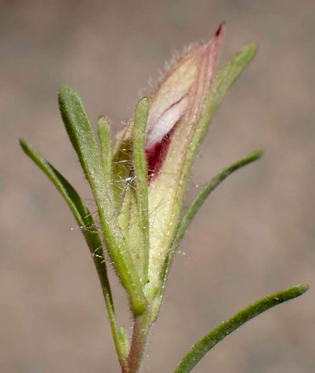 Cordylanthus tenuis ssp. barbatus