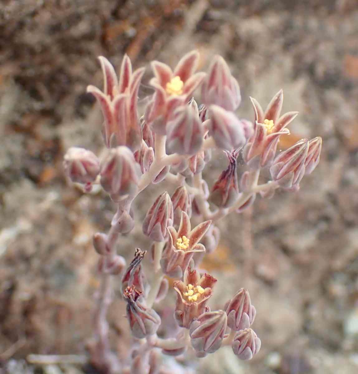 Dudleya abramsii ssp. murina