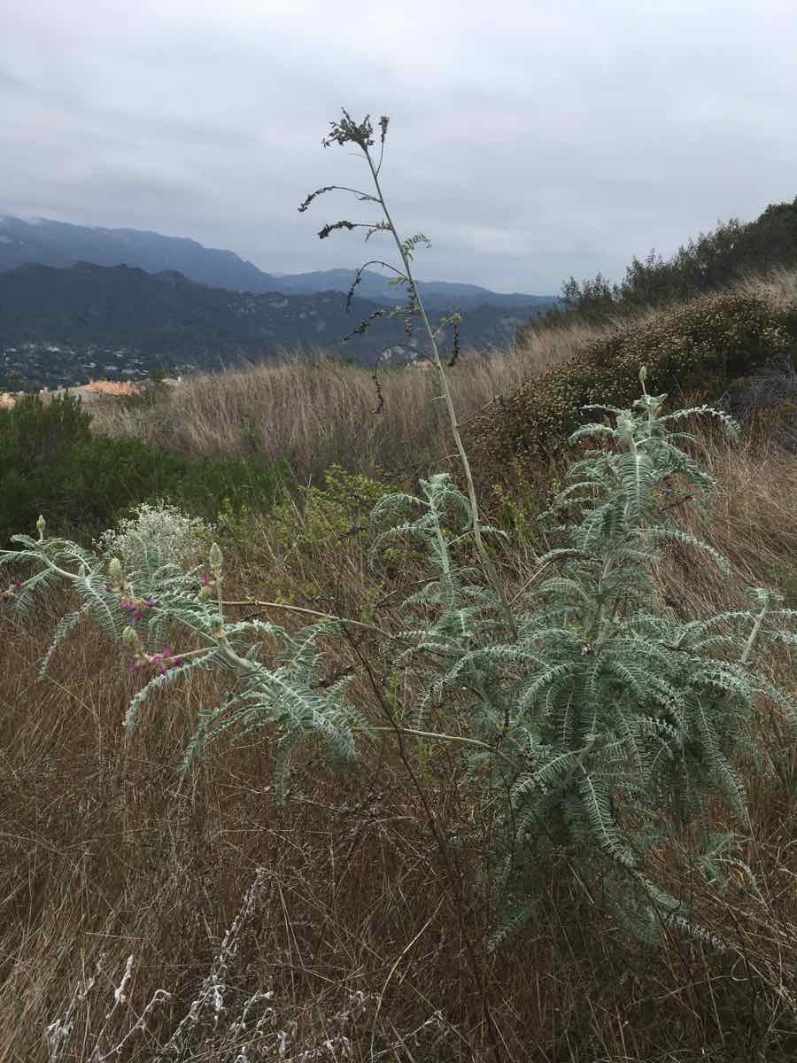 Astragalus brauntonii