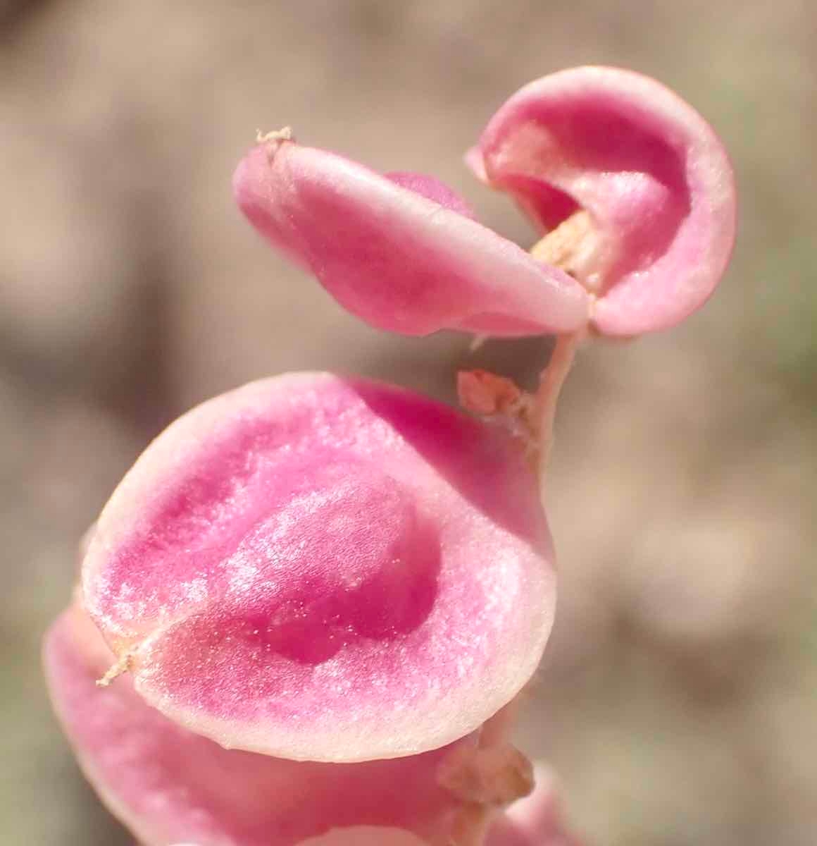 Grayia spinosa