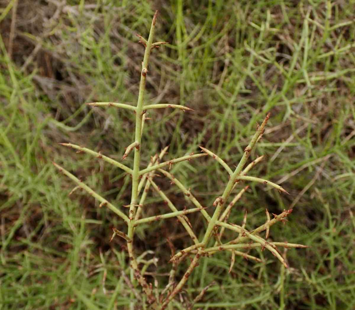 Adolphia californica