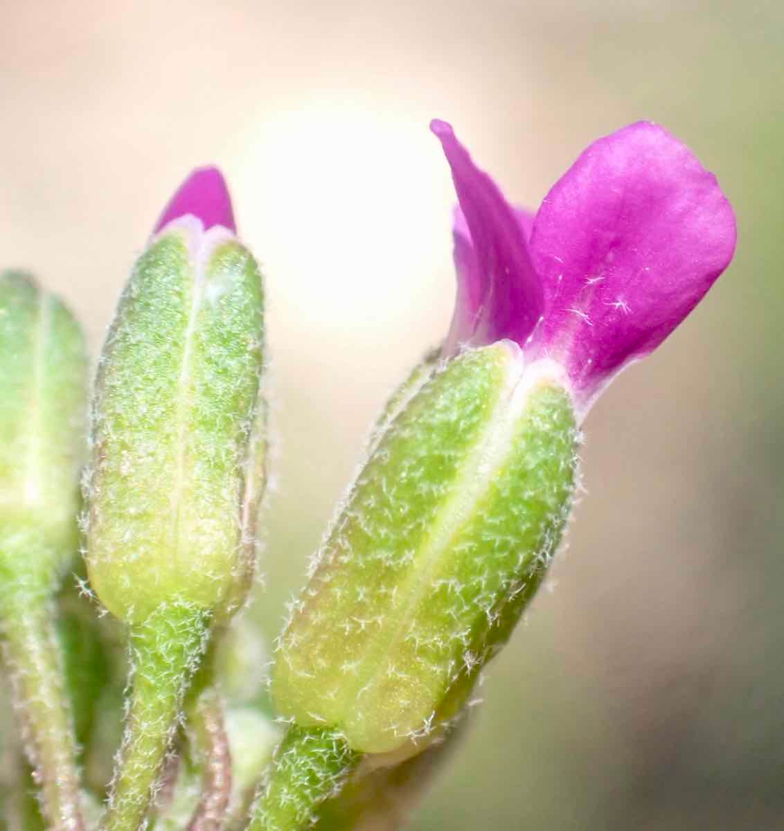 Boechera sparsiflora