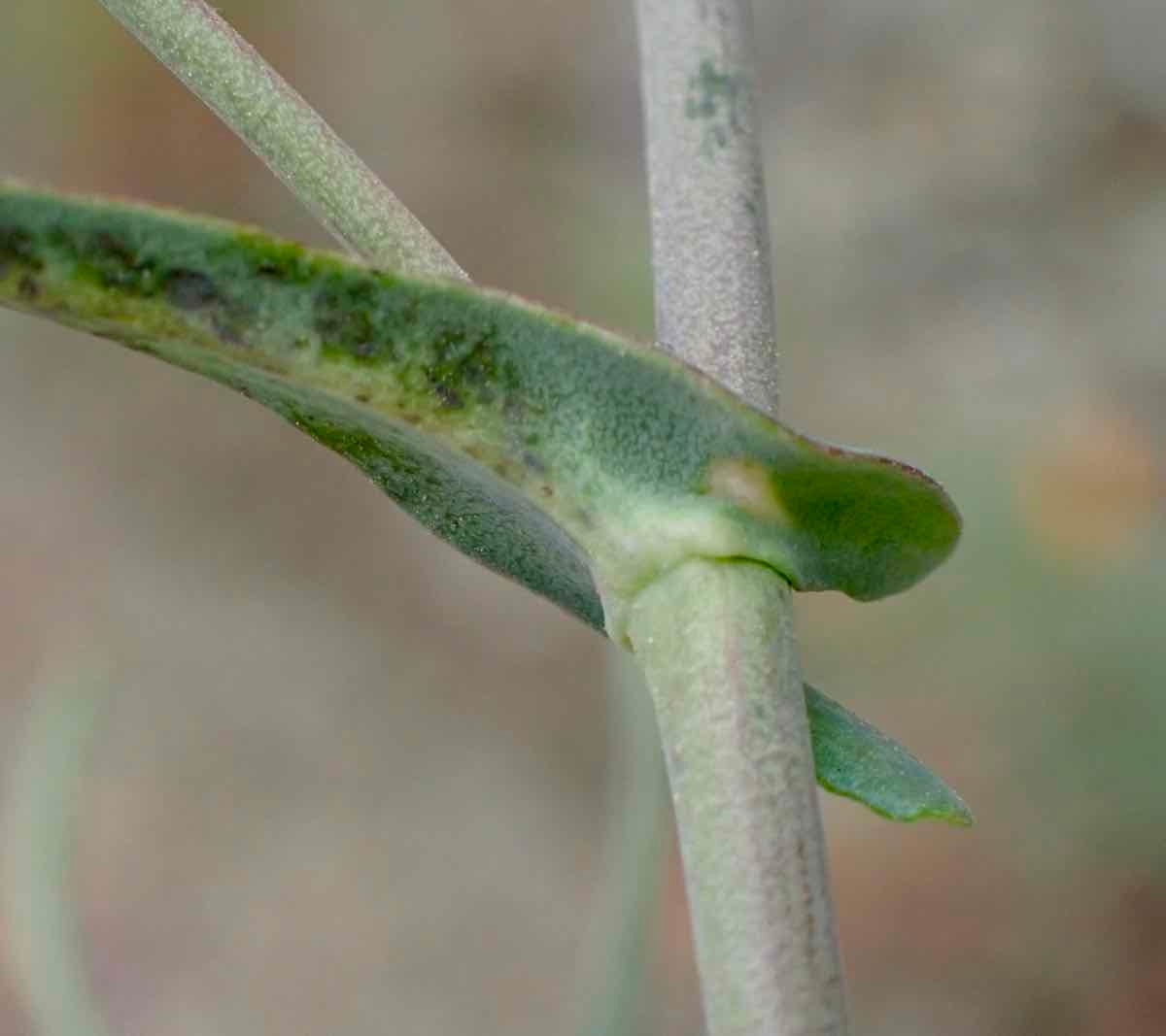 Streptanthus albidus ssp. peramoenus