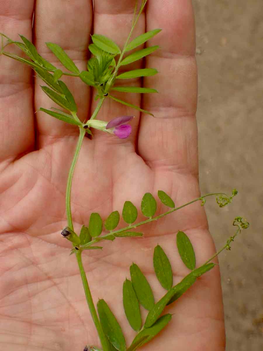 Vicia sativa ssp. nigra