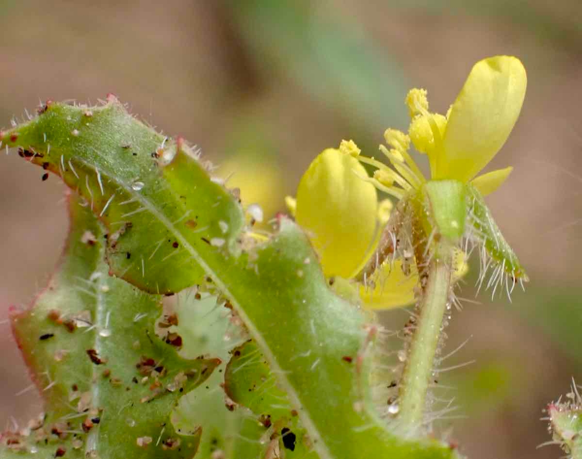 Camissoniopsis micrantha