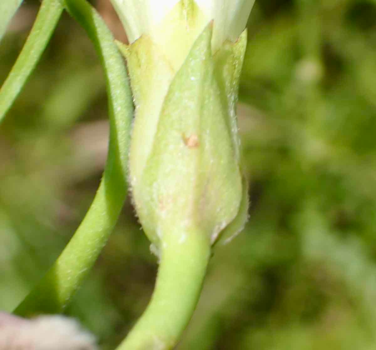 Calystegia subacaulis ssp. episcopalis