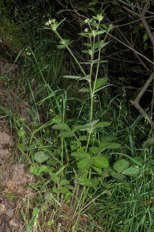 Drymocallis glandulosa var. wrangelliana