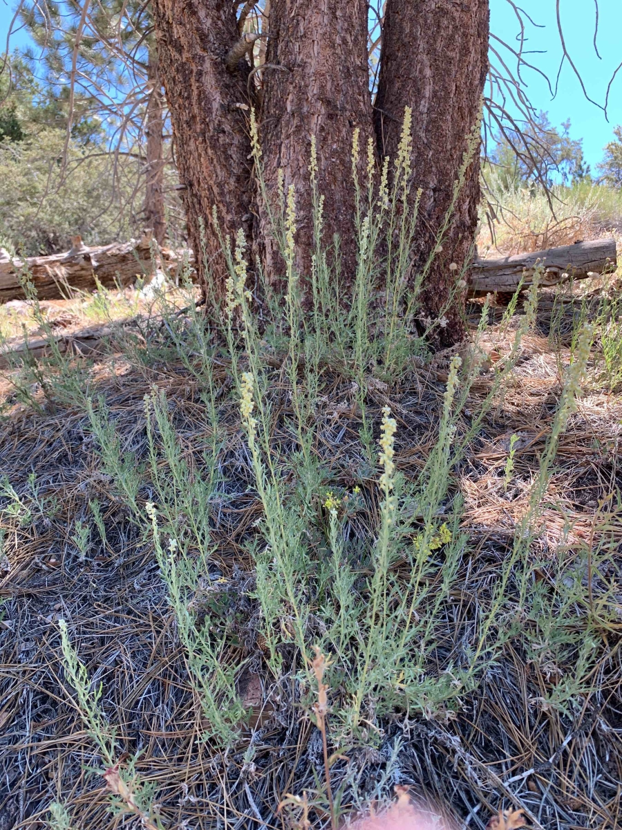 Artemisia ludoviciana ssp. albula