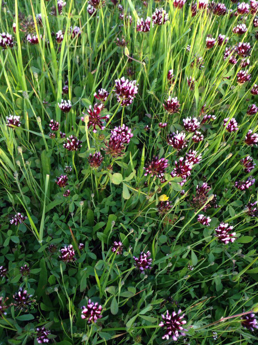 Trifolium variegatum var. variegatum