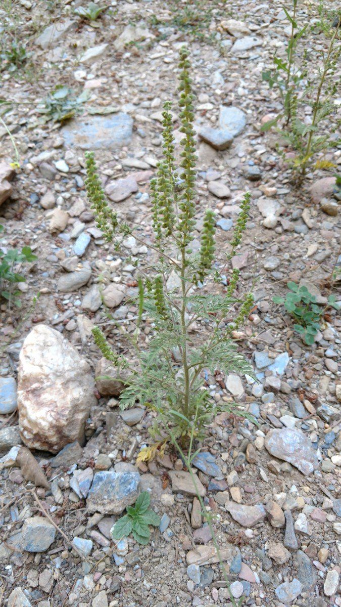 Ambrosia artemisiifolia
