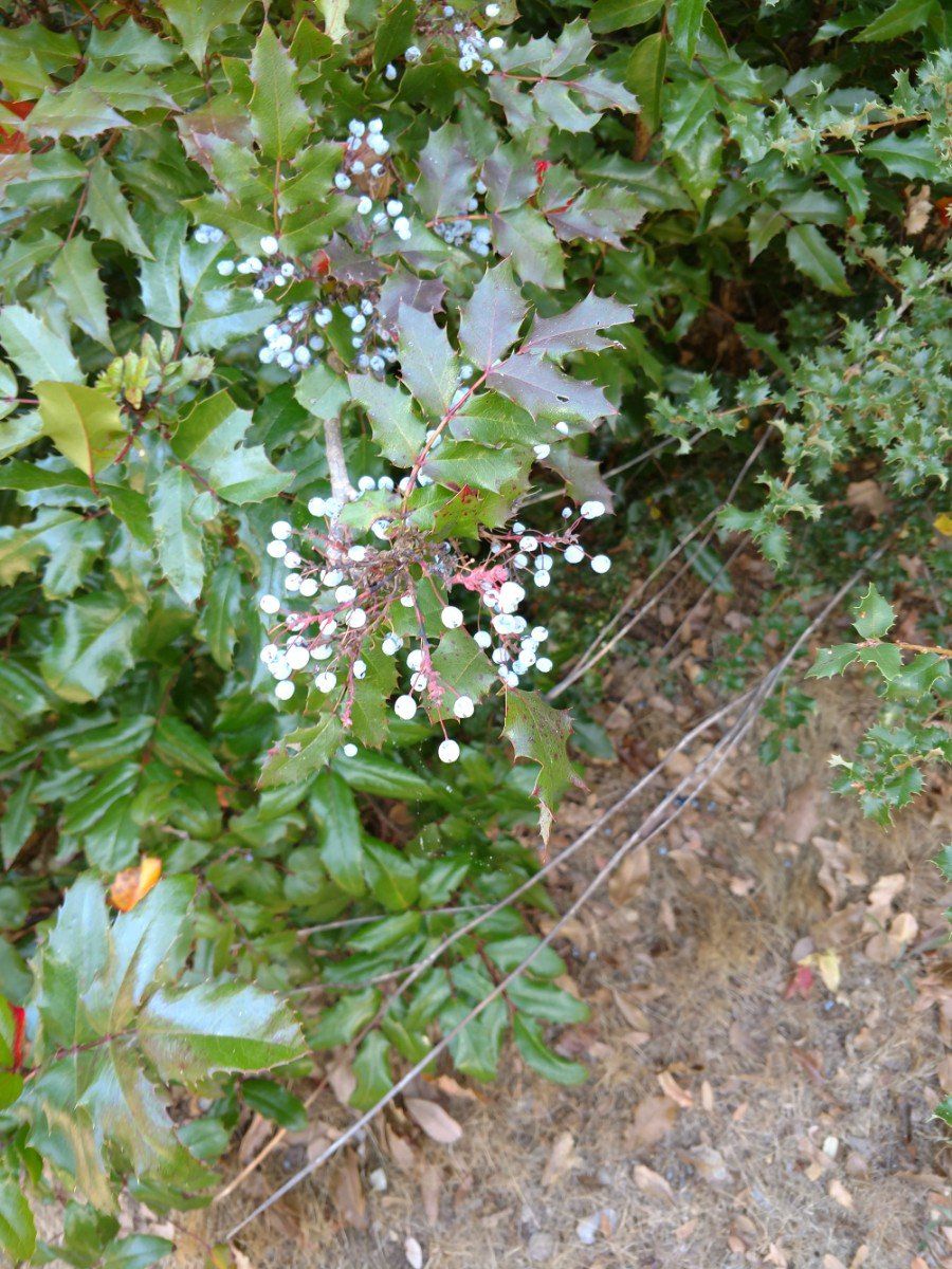 Berberis aquifolium var. aquifolium