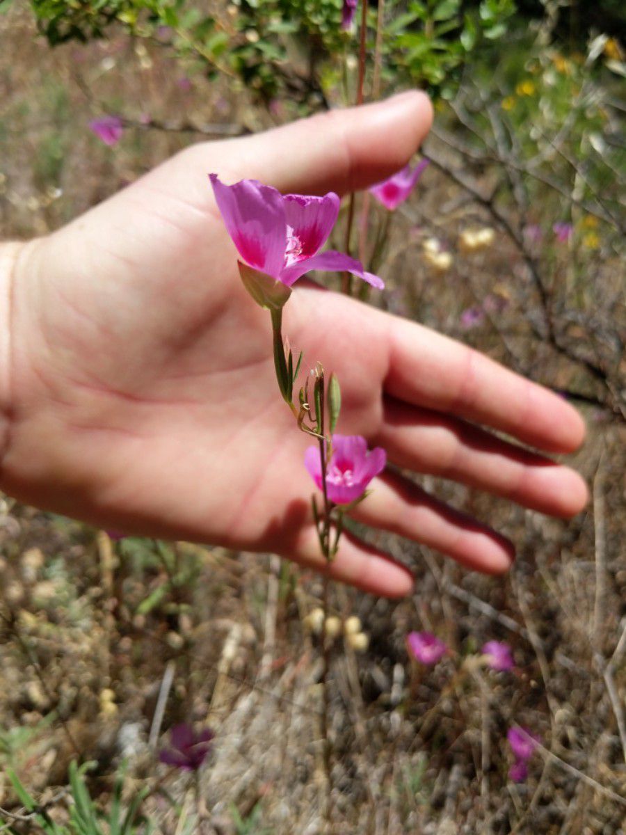 Clarkia gracilis ssp. sonomensis