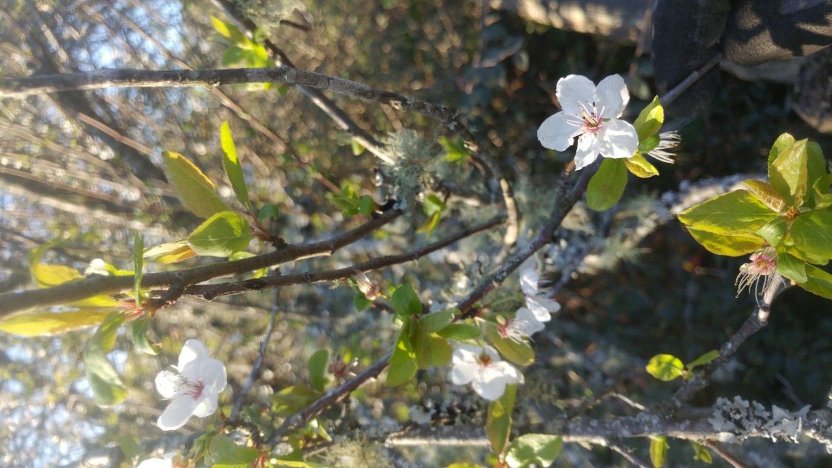 Prunus avium