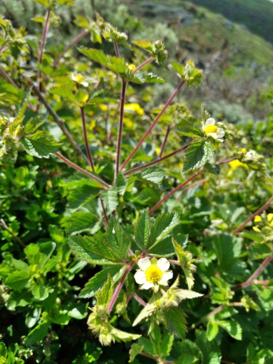 Drymocallis glandulosa var. wrangelliana